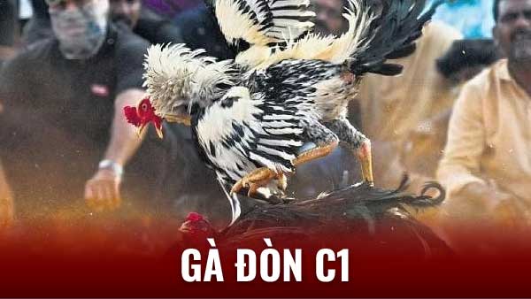 Gà Đòn C1: Biểu Tượng Cho Tinh Thần Thượng Võ Và Lòng Say Mê 6 Cách thức tổ chức trận đấu Gà đòn C1