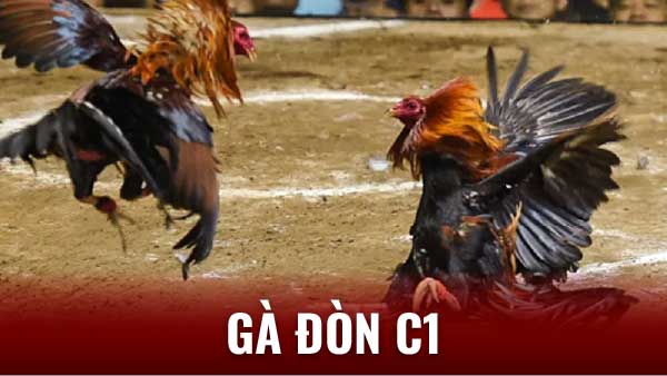 Gà Đòn C1: Biểu Tượng Cho Tinh Thần Thượng Võ Và Lòng Say Mê 7 Chiến thuật và kỹ thuật trong Gà đòn C1